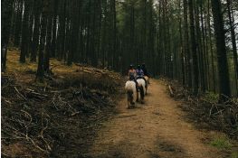 Cabalgata por bosque y playa Don Rosendo